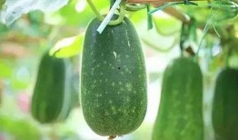 啊钟吃瓜,揭秘娱乐圈那些不为人知的幕后故事