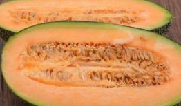 吃哈密瓜可以吃胃药吗,食用哈密瓜时是否需要胃药？