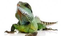 蜥蜴吃瓜怎么防治,守护植物安全，远离害虫侵扰