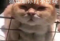 腹肌吃瓜表情包,笑翻你的健身日常