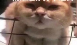 腹肌吃瓜表情包,笑翻你的健身日常