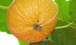 吃窩瓜妤么,探寻传统吃法与养生之道