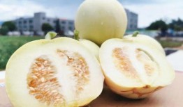 胡瓢瓜怎么吃,解锁美味新体验