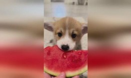 看小狗吃瓜蜜,小狗的甜蜜美食之旅