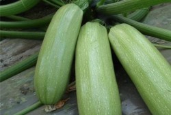 吃瓜西 is嘛,网络热词背后的文化现象