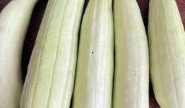 什么季节吃白瓜,白瓜的季节美味推荐