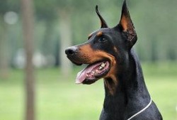 杜宾犬吃瓜现场视频,萌宠版“瓜王争霸”