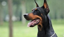 杜宾犬吃瓜现场视频,萌宠版“瓜王争霸”