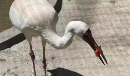 夏天鸟类吃瓜,探寻鸟类与夏瓜的奇妙缘分