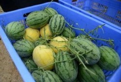 吃瓜群在线观看,揭秘娱乐圈幕后故事