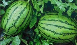 吃瓜有哪些禁忌,揭秘那些不可不知的吃瓜规矩