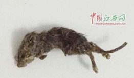 变异老鼠吃瓜,瓜田里的神秘探险