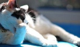 黑白猫吃瓜图片,趣味横生萌态十足