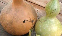 葫芦瓜可以吃吗怎么吃,葫芦瓜的食用方法与美味佳肴