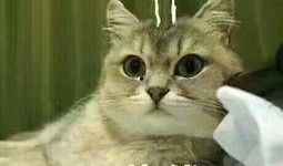 带你吃瓜关于猫