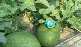 川川吃大瓜,揭秘娱乐圈幕后故事