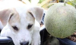 土狗吃哈密瓜,一场意外的美味邂逅