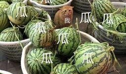 娱乐都是吃瓜,瓜田里的欢乐与八卦