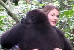 大猩猩吃土瓜图片,品尝土瓜的憨态可掬