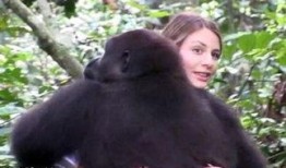 大猩猩吃土瓜图片,品尝土瓜的憨态可掬