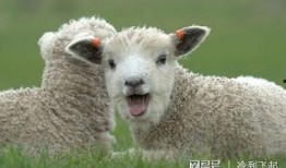 瓜哥吃羊蛋蛋,瓜哥的羊蛋蛋美食之旅