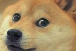 吃瓜狗头表情大图,吃瓜狗头表情大图走红网络