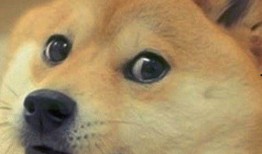 吃瓜狗头表情大图,吃瓜狗头表情大图走红网络