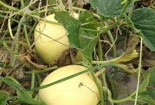 在线吃瓜入口,揭秘热门事件背后的真相与笑料