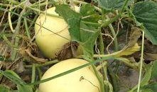 在线吃瓜入口,揭秘热门事件背后的真相与笑料