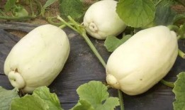 小庞吃瓜化学,吃瓜中的科学奥秘探索