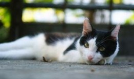 黑白猫吃瓜图片,趣味横生萌态十足