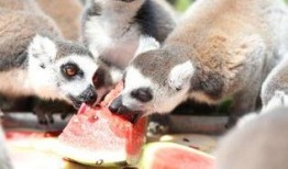 适合动物吃的瓜,盘点适合动物食用的美味瓜类