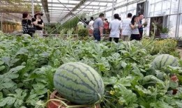 邹城齐鲁时代吃瓜,一场别开生面的“吃瓜”盛宴