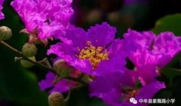 吃瓜紫薇星,娱乐圈的神秘力量