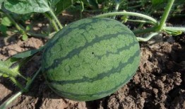 西瓜子的瓜可以吃吗,揭秘可食用瓜果的奥秘