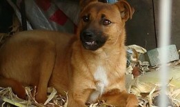 狗可以吃脆瓜,脆瓜成为宠物新宠