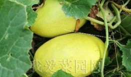 林州最近吃瓜趣事,最新吃瓜趣事大盘点