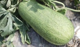 坐月子可以吃玉菇瓜吗,坐月子期间适宜食用玉菇瓜的益处与注意事项