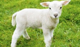 吃瓜小羊大袜子,揭秘网络红人的爆红之路