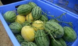 子乐吃瓜群,揭秘娱乐圈幕后故事