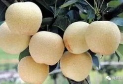 仁寿建行吃瓜,一场网络“吃瓜”引发的金融风波揭秘