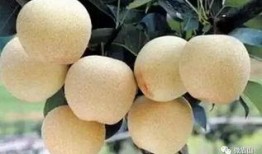 仁寿建行吃瓜,一场网络“吃瓜”引发的金融风波揭秘