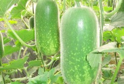 川川吃大瓜,揭秘娱乐圈幕后故事