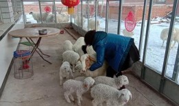 吃瓜小羊大袜子,揭秘网络红人的爆红之路