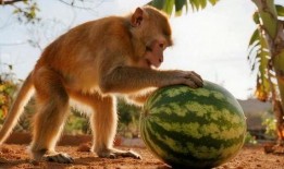 吃瓜猴子是啥,网络流行语的背后故事