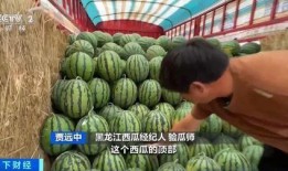 河北邯郸邱县吃瓜