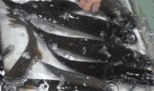 瓜州吃的鱼,探寻丝绸之路上的鲜美滋味