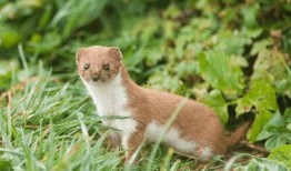 黄鼠狼吃瓜,一场森林里的意外趣事