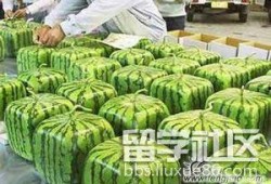 留学吃瓜叫什么,揭秘留学生活背后的故事