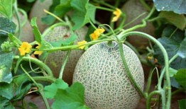 宋婉婉吃瓜系统,揭秘娱乐圈幕后风云